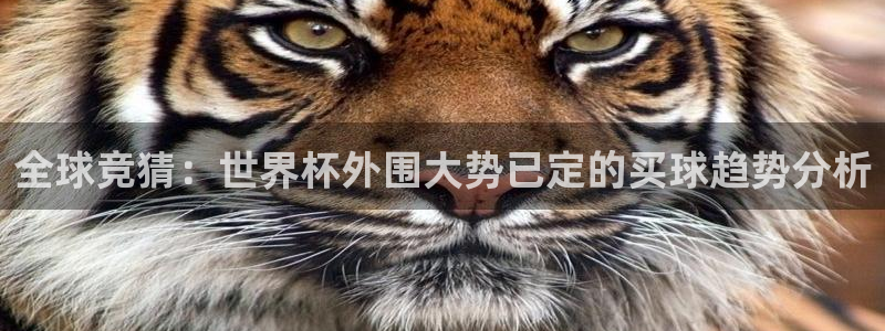 世界直播:全球竞猜:世界杯外围大势已定的买球趋势分析