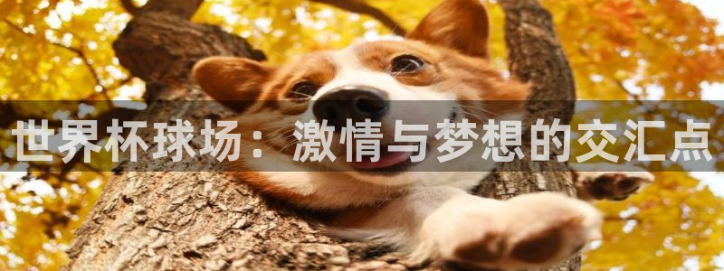 2026世界杯倒计时:世界杯球场:激情与梦想的交汇点